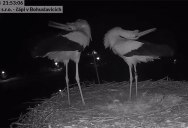 These Storks Had an Interesting Way of Celebrating Their First Egg