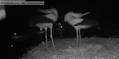 These Storks Had an Interesting Way of Celebrating Their First Egg