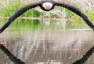 Amateur Photographer’s Perfect Bald Eagle Reflection Photo Goes Viral
