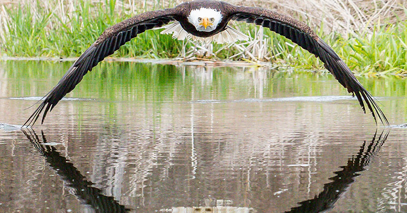 Amateur Photographer's Perfect Bald Eagle Reflection Photo Goes Viral