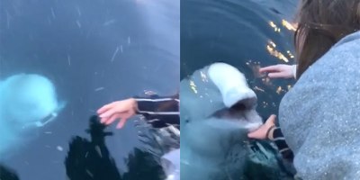 Beluga Whale Saves iPhone From Sea in Norway