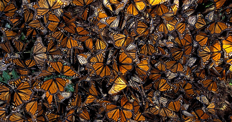 This is the Sound of Millions of Monarch Butterflies » TwistedSifter