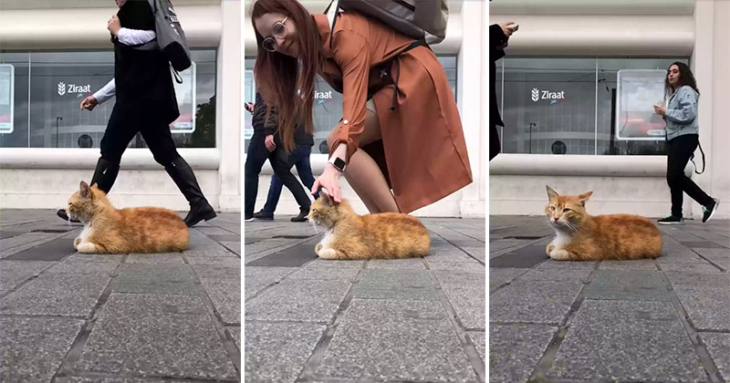Timelapse of a Street Cat Chilling on a Sidewalk in Istanbul