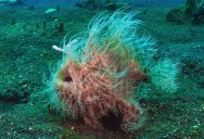 At 1/6000th of a Second, the Hairy Frogfish Has the World’s Fastest Bite