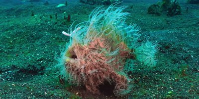 At 1/6000th of a Second, the Hairy Frogfish Has the World's Fastest Bite