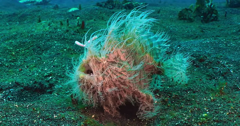 At 1/6000th of a Second, the Hairy Frogfish Has the World's Fastest Bite