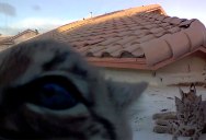 Every Year Bobcats Give Birth to Kittens on His Roof, This Year He Set Up a Camera