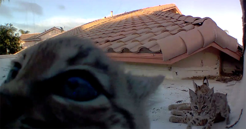 Every Year Bobcats Give Birth to Kittens on His Roof, This Year He Set Up a Camera