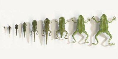 This Seamless Animation of a Tadpole to Frog Metamorphosis is Fantastic