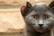 A Rare Cat Born With Four Ears; Yoda His Name Is