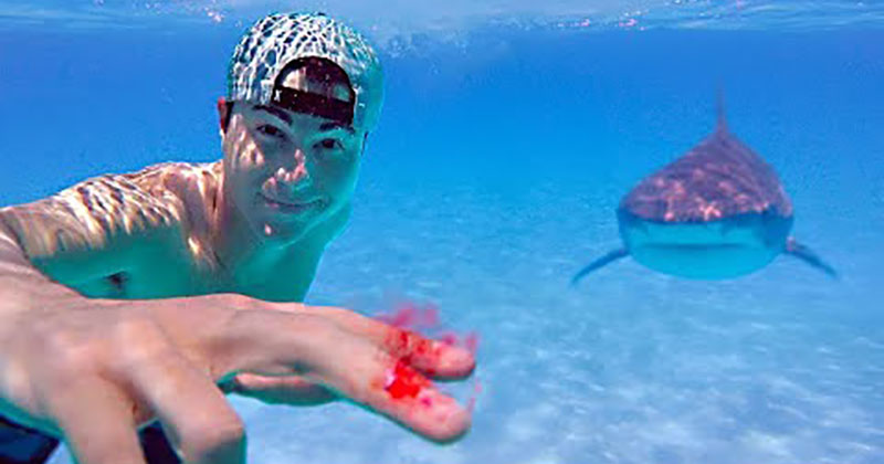 Testing if Sharks Can Actually Smell a Drop of Blood » TwistedSifter