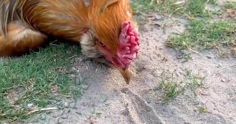 hypnotize a chicken by drawing a chalk line