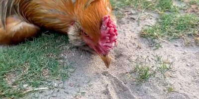 How To Hypnotize a Chicken With One Line (and One Caveat)