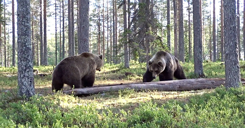 Insane Bear Fight Caught On Video TwistedSifter   Insane Bear Fight Caught On Video 