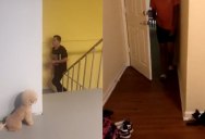Pets Pranking Their Owners is the Most Wholesome Thing Ever
