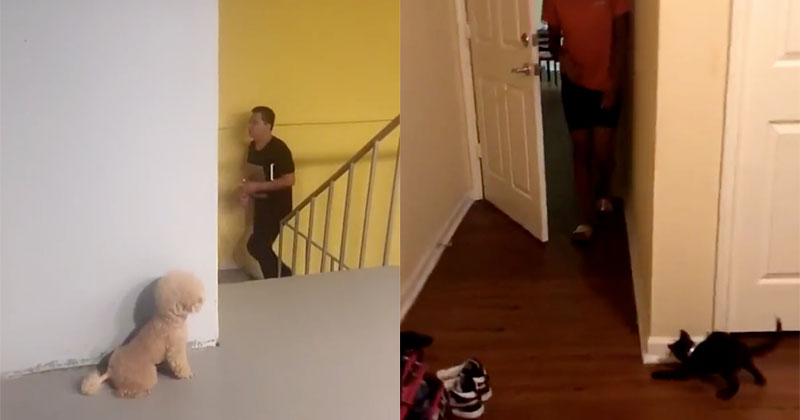 Pets Pranking Their Owners is the Most Wholesome Thing Ever