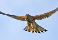 Check Out the Incredible Head Stabilization of this Male Kestrel
