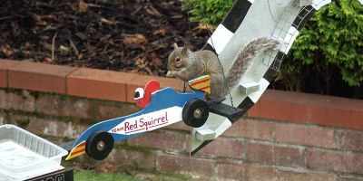 The "Furmula" 1 Squirrel Grand Prix, Because Internet