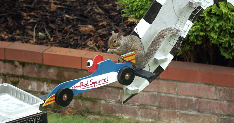 The Furmula 1 Squirrel Grand Prix, Because Internet