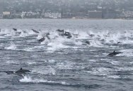 Please Take a Moment and Cherish this Huge Pod of Dolphins Swimming Free