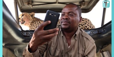 Safari Guide is Way Too Chill About a Cheetah on the Roof
