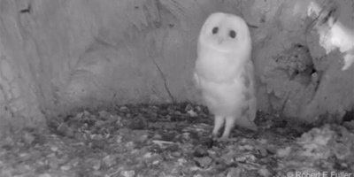 Baby Barn Owl Hearing Thunder for the First Time Will Give You All the Feels