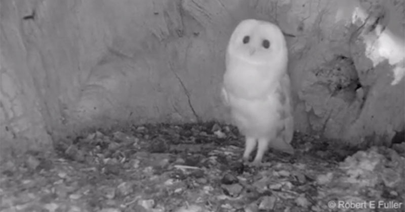 Baby Barn Owl Hearing Thunder for the First Time Will Give You All the Feels