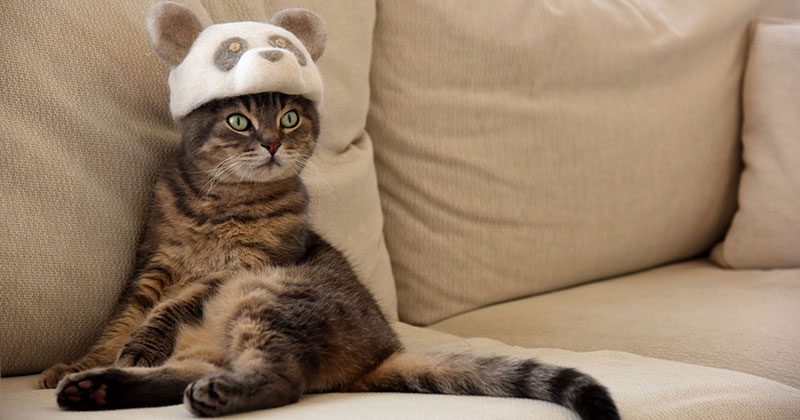 These Artists Turn Their Cats’ Shedded Fur Into Tiny Cat Hats