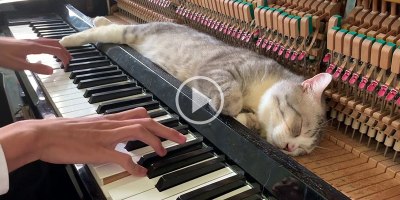 When Piano Cat Demands a Lullaby You Play a Lullaby