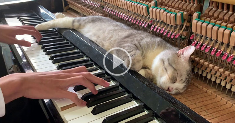 When Piano Cat Demands a Lullaby You Play a Lullaby