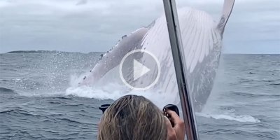 Amazing Slow Mo Close-Up of a Mother Humpback Breaching