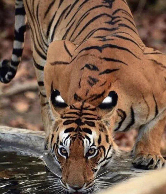 so tigers have eyespots on their back as intimidation when they drink 2 So Tigers Have Eyespots on their Back as Intimidation When They Drink