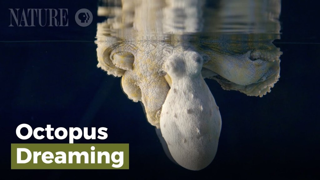 This Sleeping Octopus Intensely Changing Colors Suggests It May Be Dreaming
