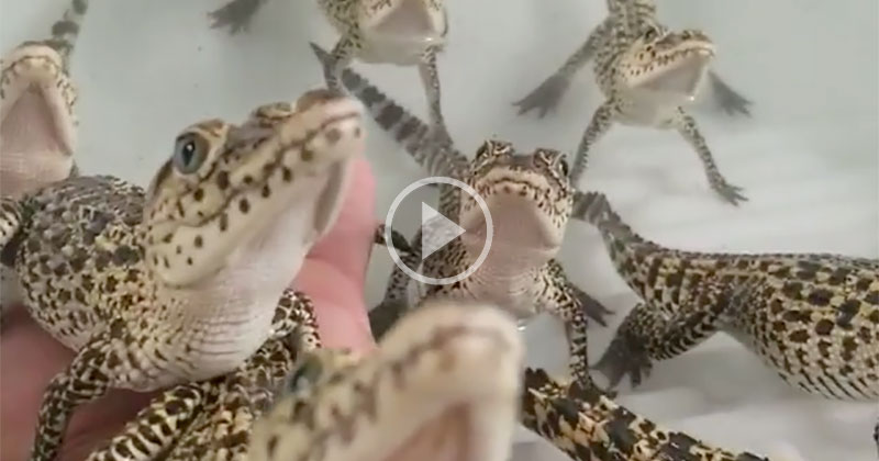 Just In Case You Don't Know.. Baby Crocs Sound Like They're Shooting Laser  Guns » TwistedSifter