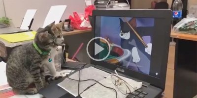 These Two Cats Watching Tom and Jerry is the Sweetest Thing