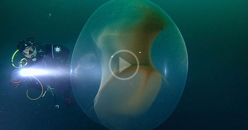 Divers Stumble Upon Giant Squid Egg and Capture Surreal Moment on Film