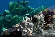 Oceanographer Creates Algorithm to Remove Water From Underwater Images
