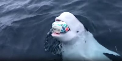 Beluga Whale Near South Pole Plays Fetch with Rugby Ball