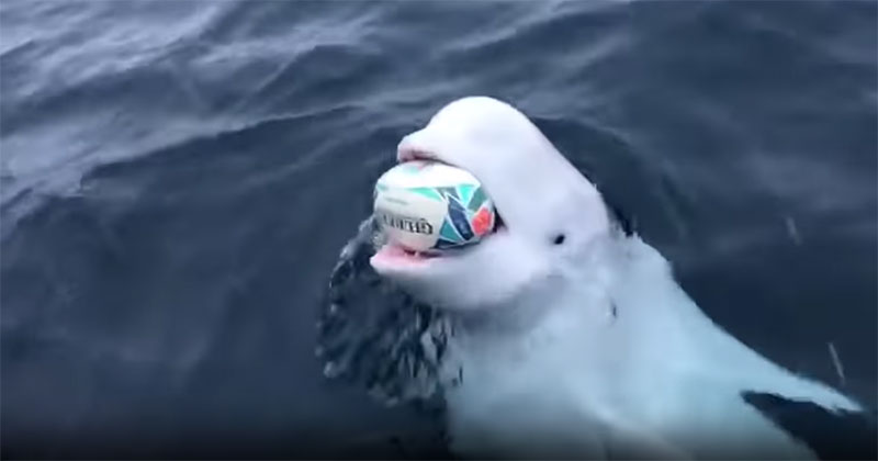 Beluga Whale Near South Pole Plays Fetch with Rugby Ball
