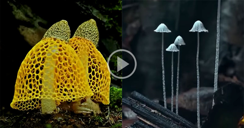Mesmerizing Compilation of Mushroom Bloom Timelapses