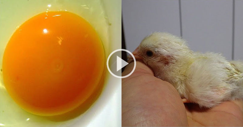 Observation of the Development of a Chick Embryo by Shell-Less Hatching