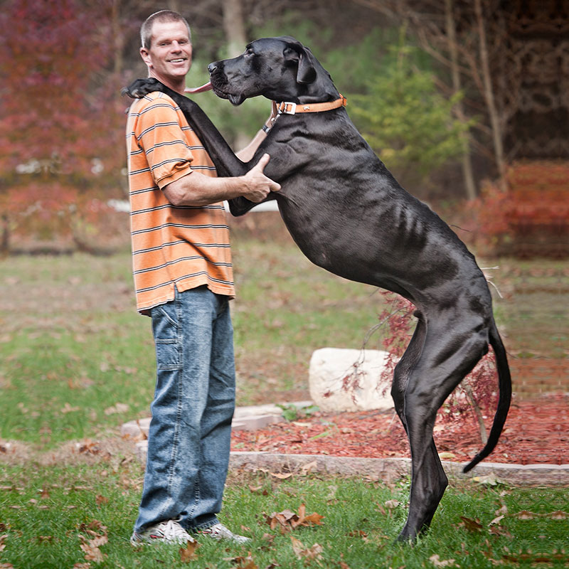 worlds tallest dog ever guinness world records zeus 1 In Memory of Zeus, the Tallest Dog Ever Measured by Guinness