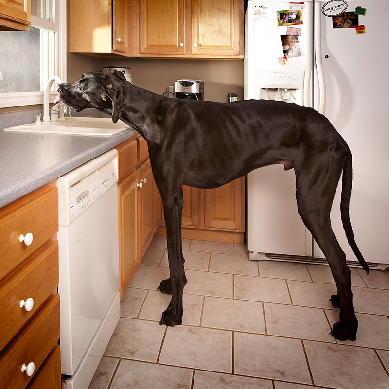 worlds tallest dog ever guinness world records zeus 2 In Memory of Zeus, the Tallest Dog Ever Measured by Guinness