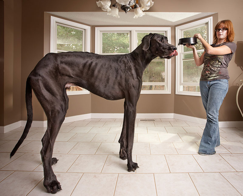worlds tallest dog ever guinness world records zeus 3 In Memory of Zeus, the Tallest Dog Ever Measured by Guinness