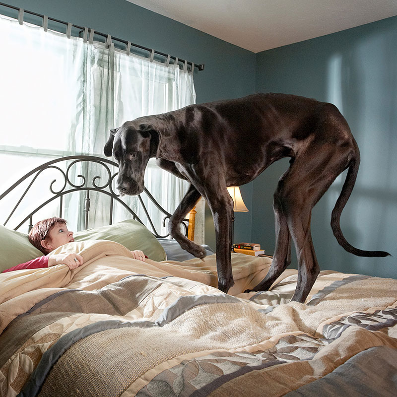 worlds tallest dog ever guinness world records zeus 4 In Memory of Zeus, the Tallest Dog Ever Measured by Guinness