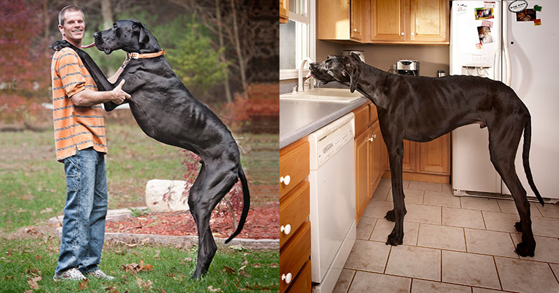 world tallest dog great dane zeus