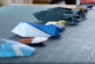 Origami Cicada: 11 Levels of Complexity from Easiest to Most Difficult