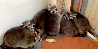 Guy Removes 11 of the Chunkiest Raccoons You Will See From a Porch