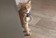 I Can’t Stop Listening to This Cat Saying ‘Well Hi’ in a Charming Southern Accent