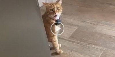 I Can't Stop Listening to This Cat Saying 'Well Hi' in a Charming Southern Accent